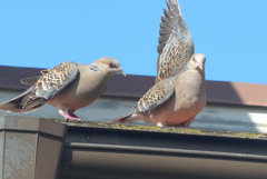 P1280378　鳩さんの語らい