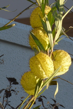 P1390428　ユニーク～♪