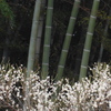 P1070383　竹林と白梅
