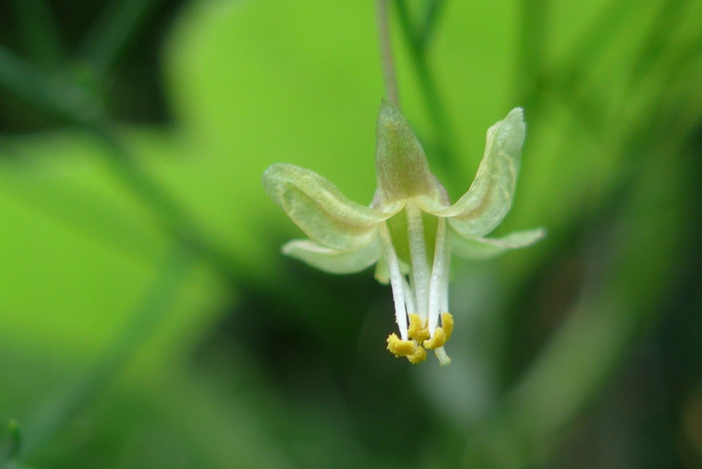 P1330799 　小さいお花