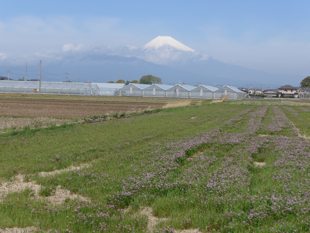 P1080519　４月12日 富士山とレンゲ畑