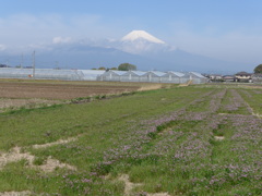 P1080519　４月12日 富士山とレンゲ畑