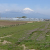 P1080519　４月12日 富士山とレンゲ畑