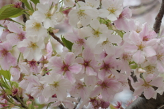P1035437　大島桜