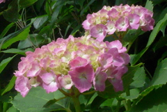 P1230349　アジサイ