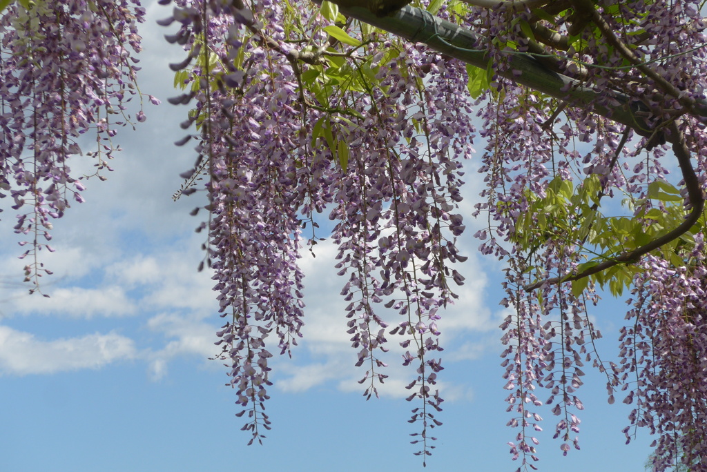 P1220459　藤の花