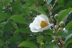 P1380683　夏椿