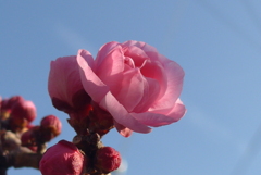 P1200528　遅咲き…♪