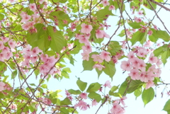 P1320279　葉桜
