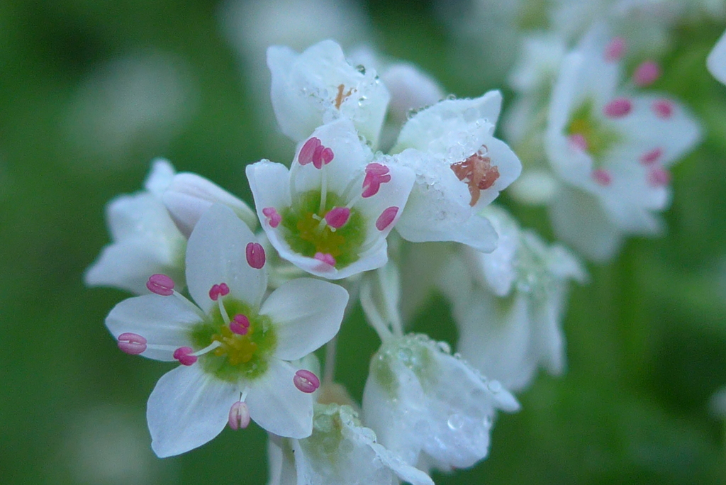 P1280478　ソバの花