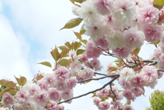 P1080569　八重桜