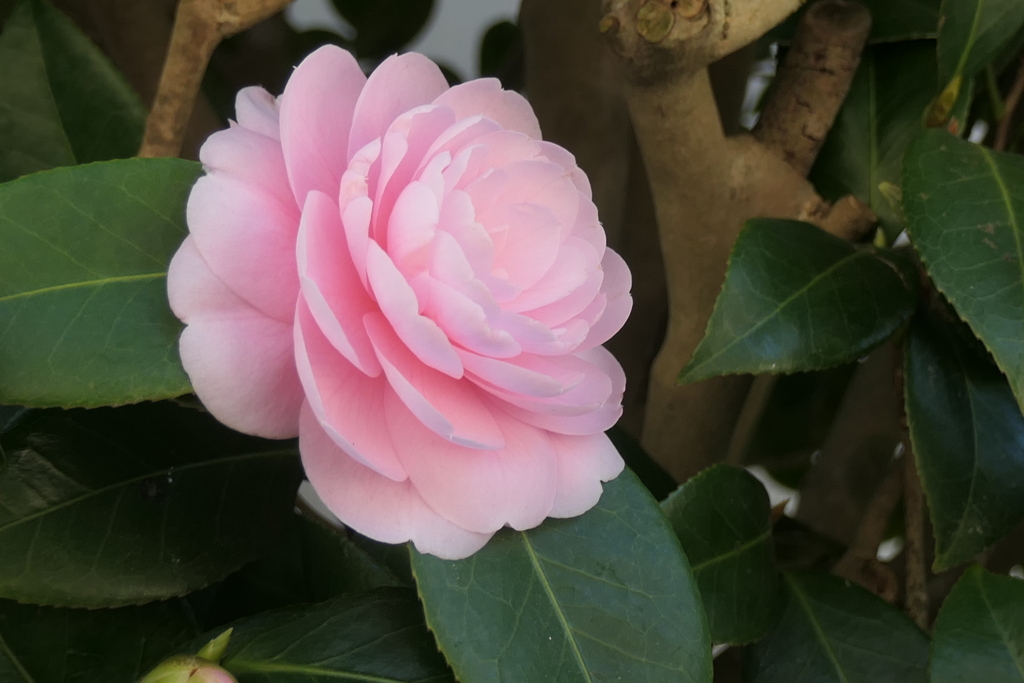 P1057382　春を呼ぶ