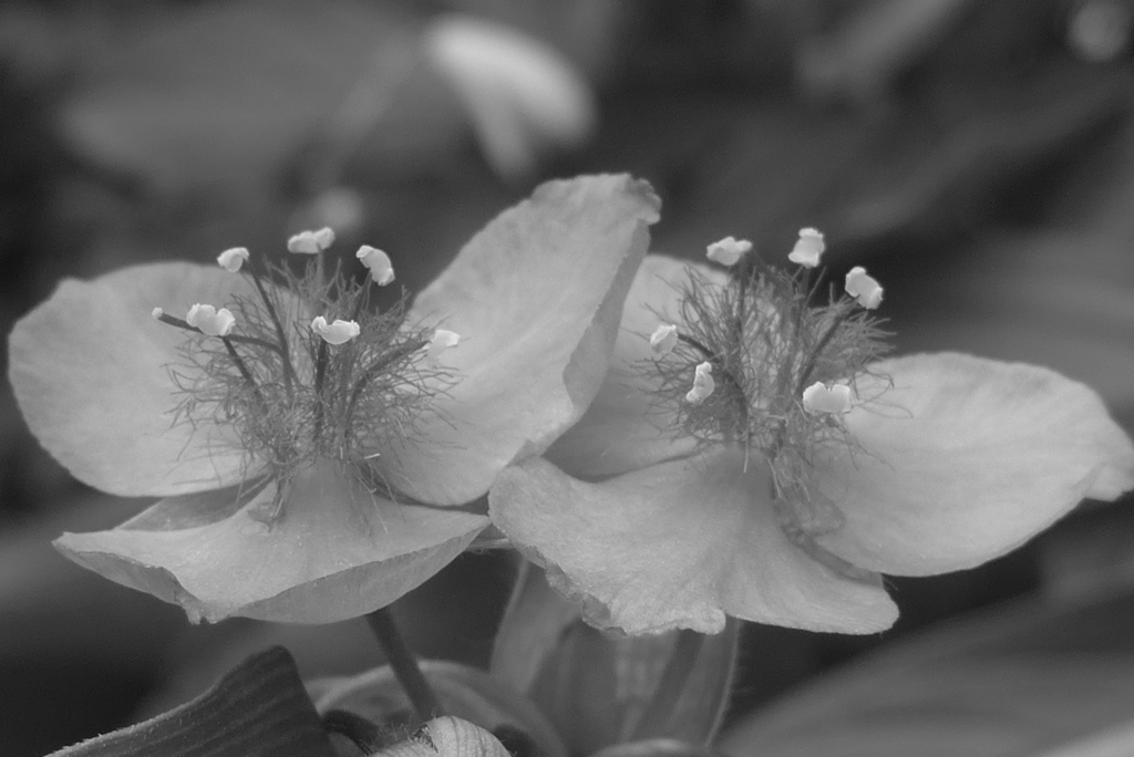 P1220755　ムラサキツユクサ