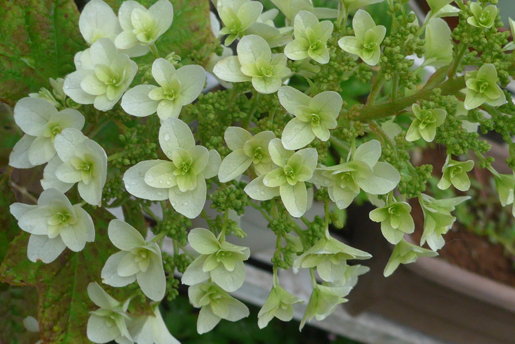 P1090526　カシワバアジサイ