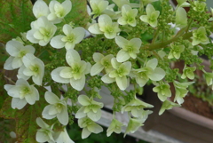 P1090526　カシワバアジサイ