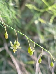IMG_0217　アスパラ