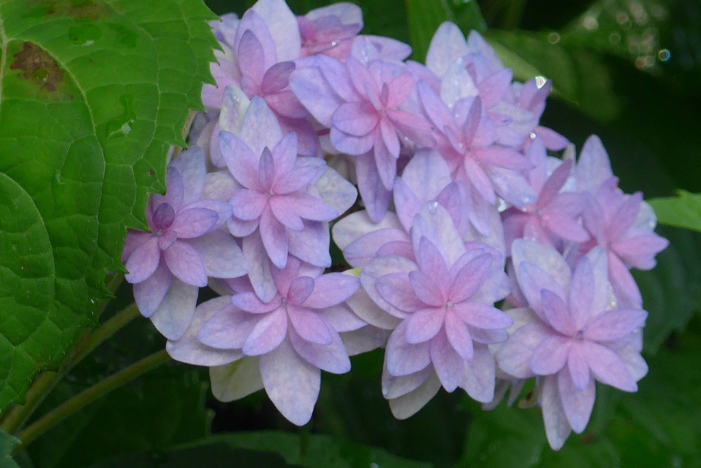 P1300566　優しく