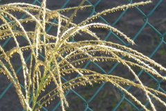 P1310572　ススキの花