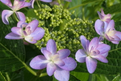 P1023803　ダンスパーティー（あじさい）