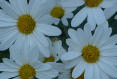 P1370134　菊
