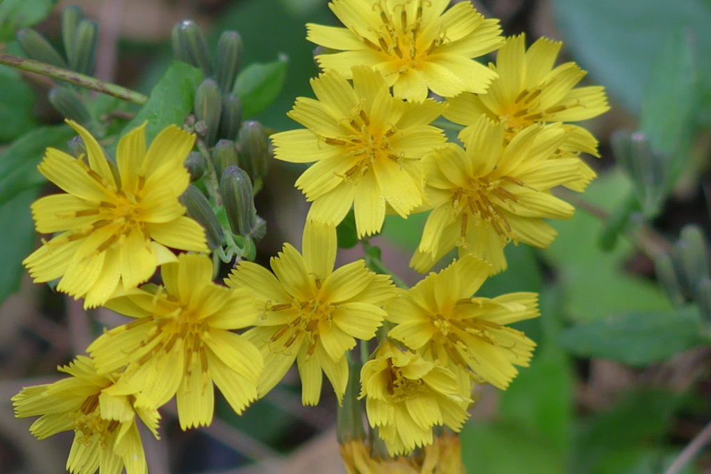 P1180897　路傍の花