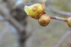 P1069713　蝋梅
