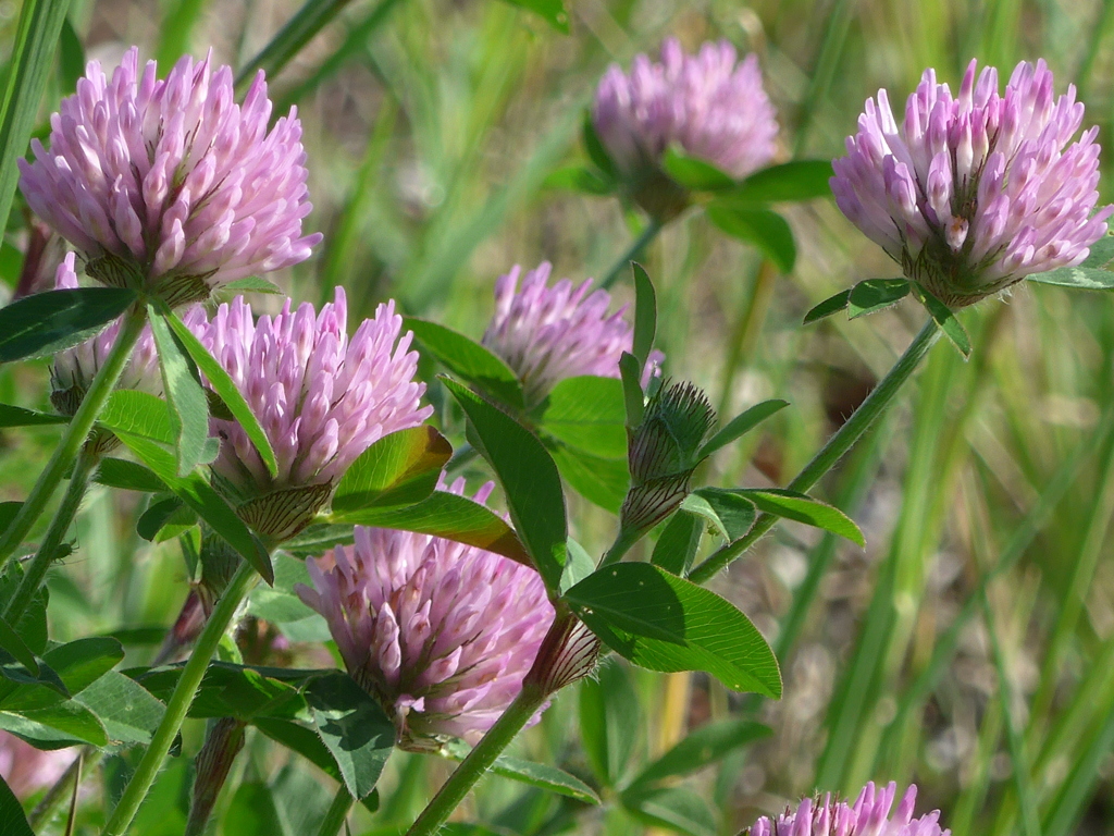 P1150360　野に咲く