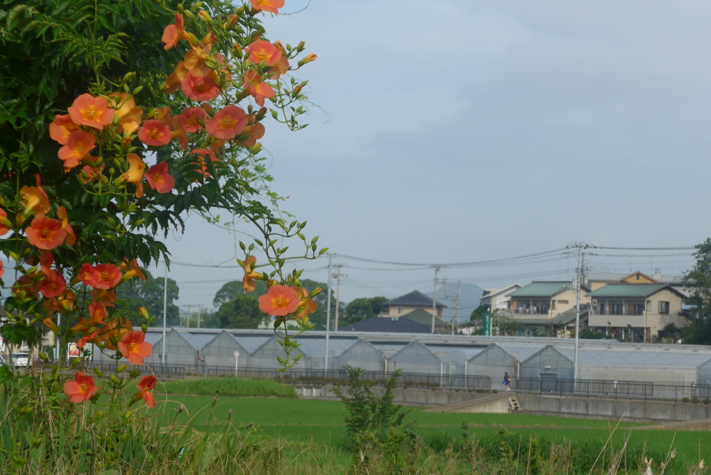 P1230906　ノウゼンカズラが咲く風景