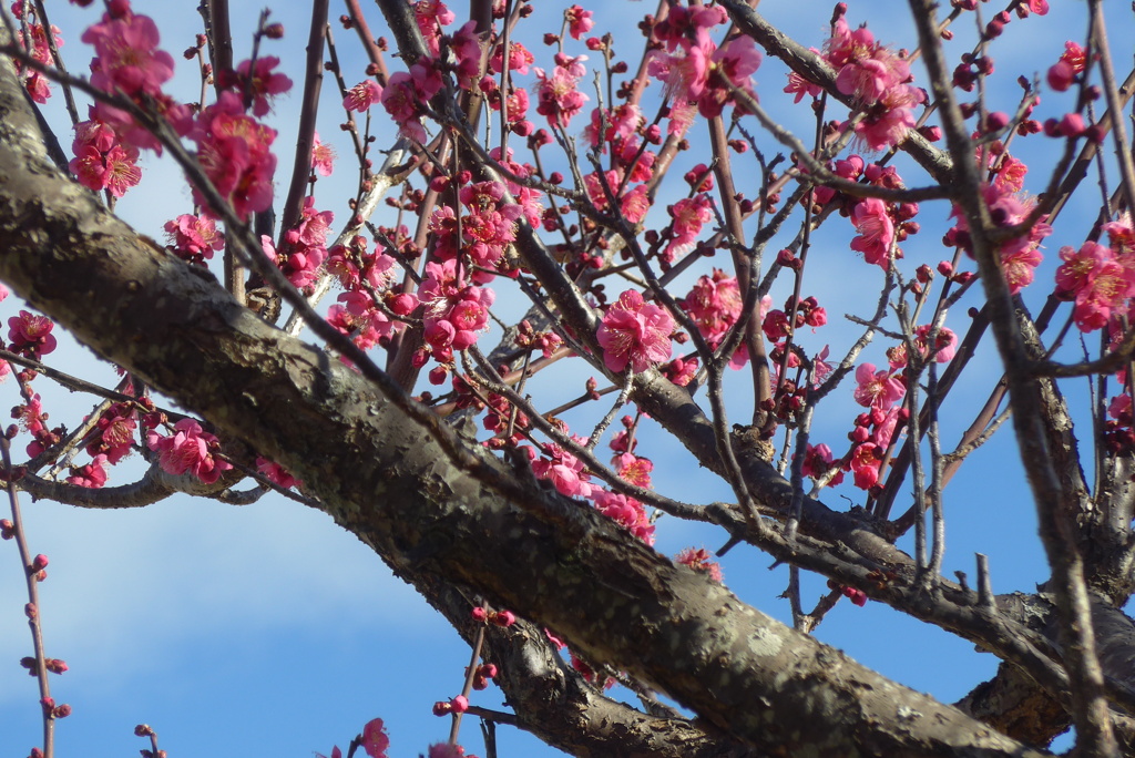 P1390450　春を告げる