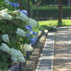 P1360010　紫陽花咲く公園