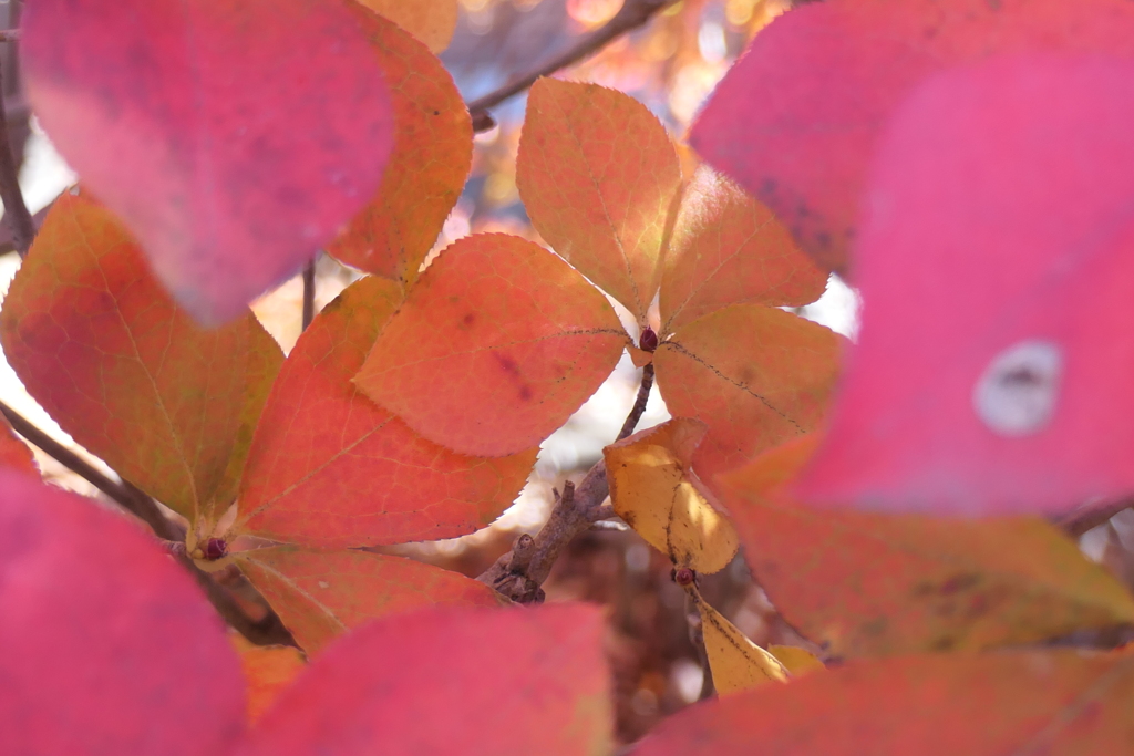 P1057359　紅葉