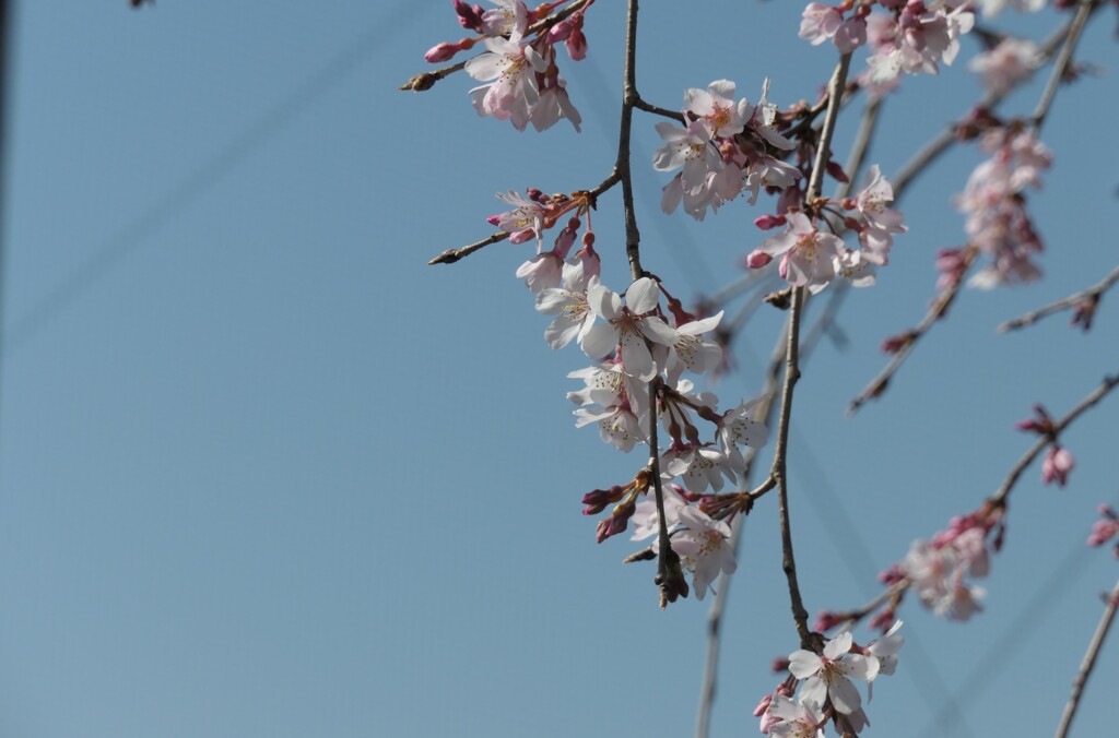 P1001292 (2)　しだれ桜
