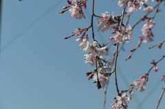 P1001292 (2)　しだれ桜