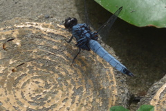 P1300906　いつもの公園で