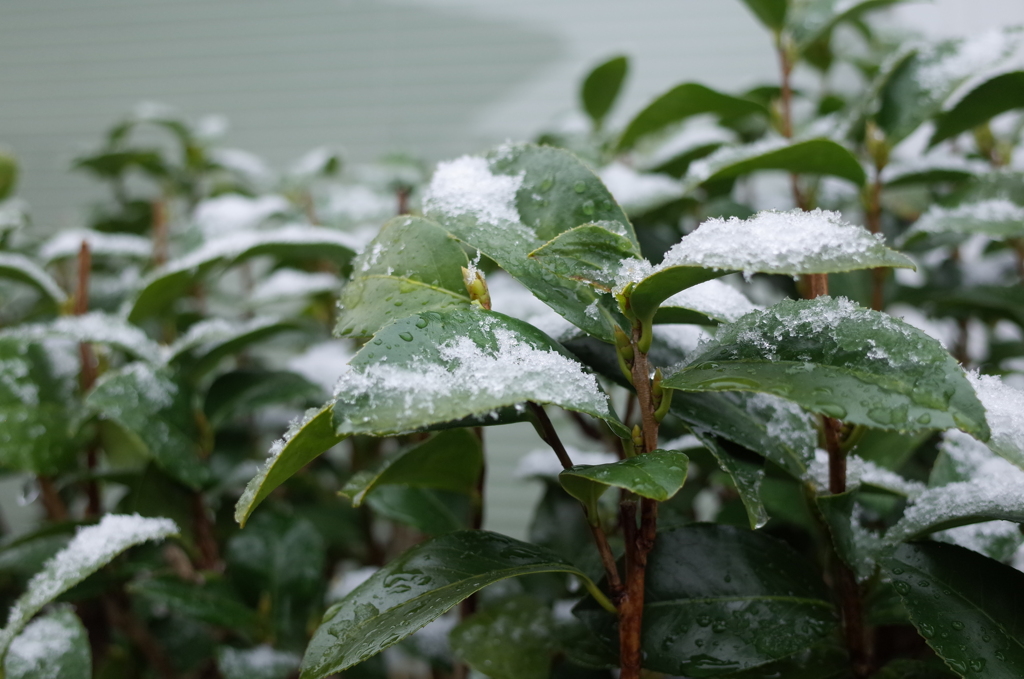 R0352928　雪が降りました