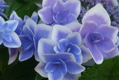 P1360101　コンペイトウ