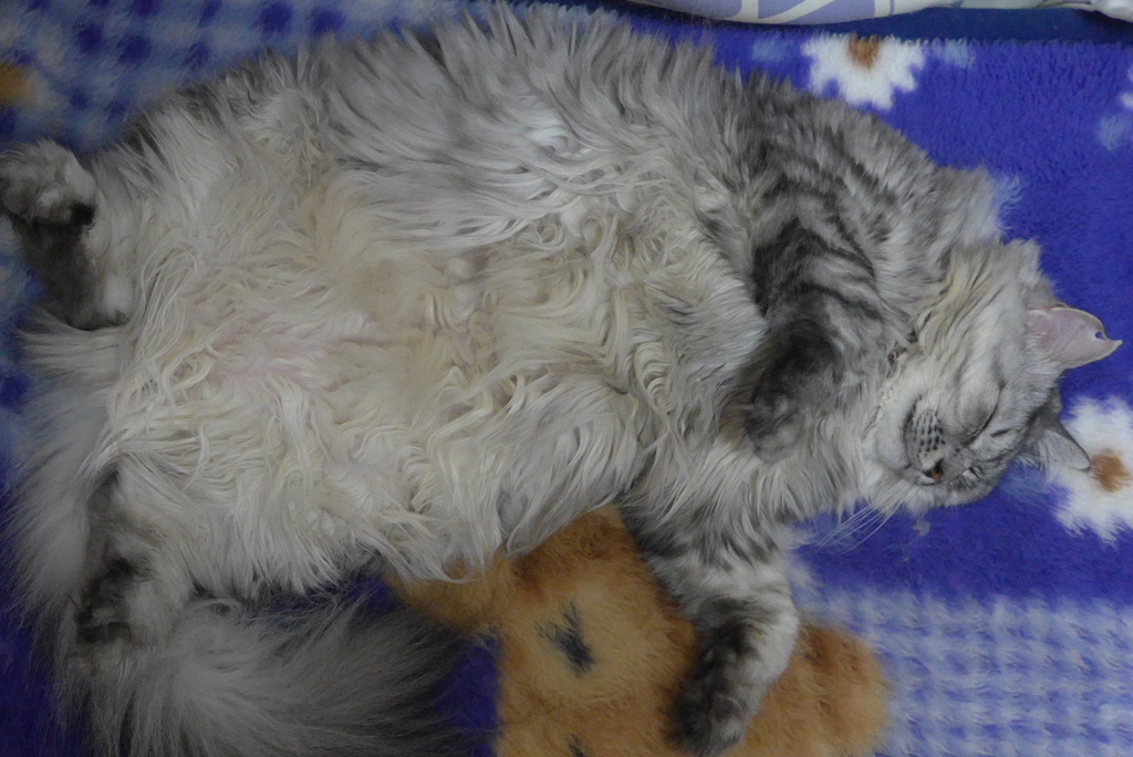 ねこさん