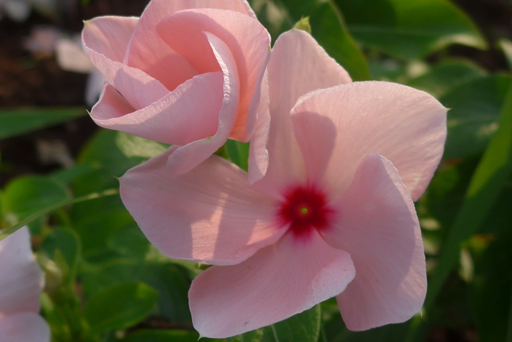 P1170611　朝の光に…