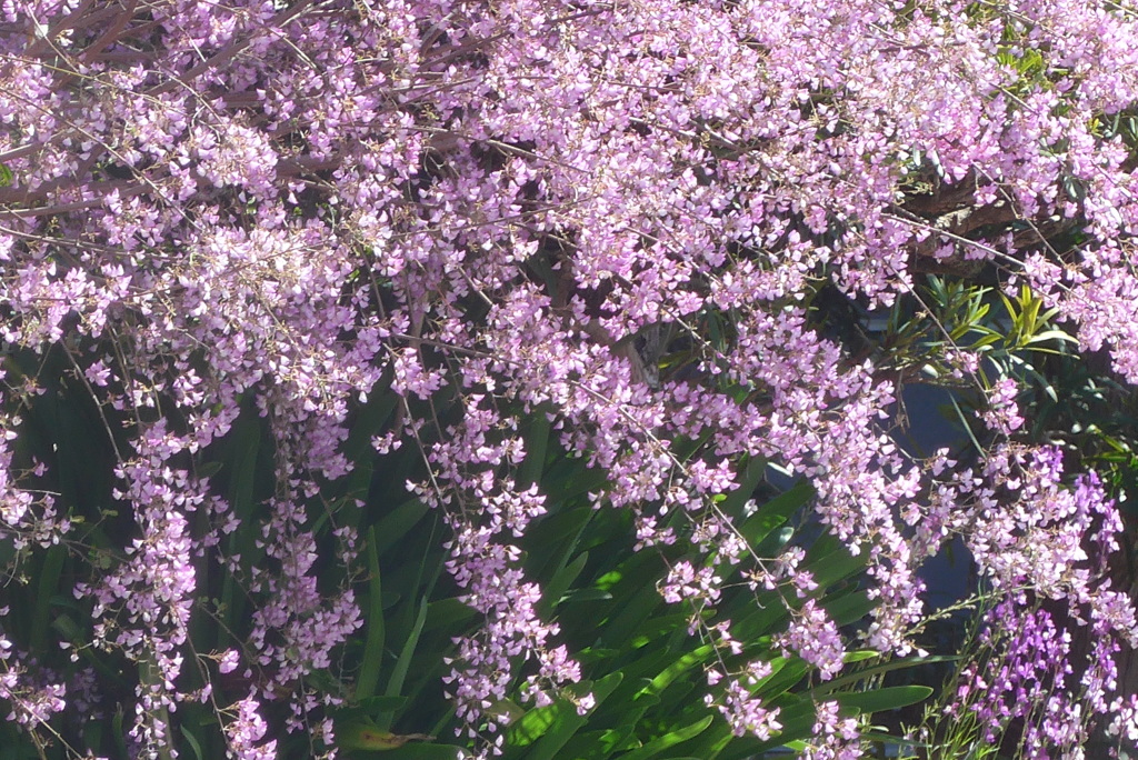 P1320599　ウンナンハギ