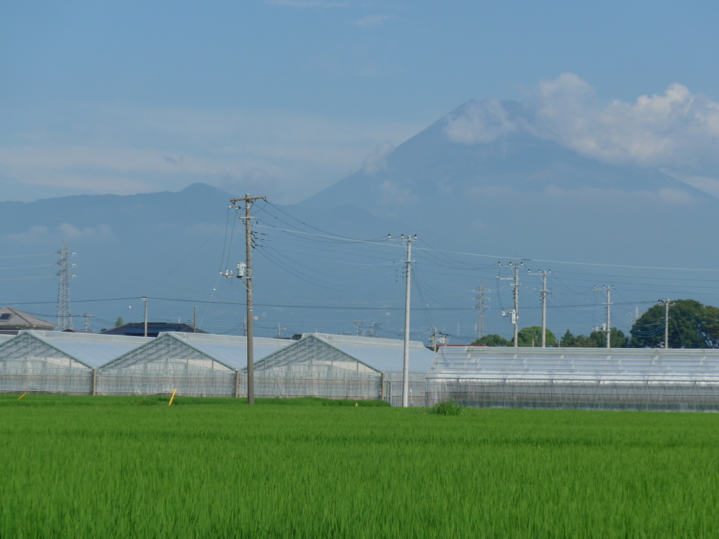 夏富士と田園