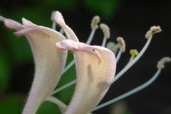 P1220357　スイカズラ