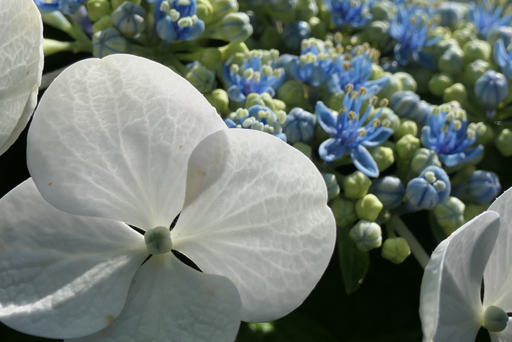 P1012130　あじさい