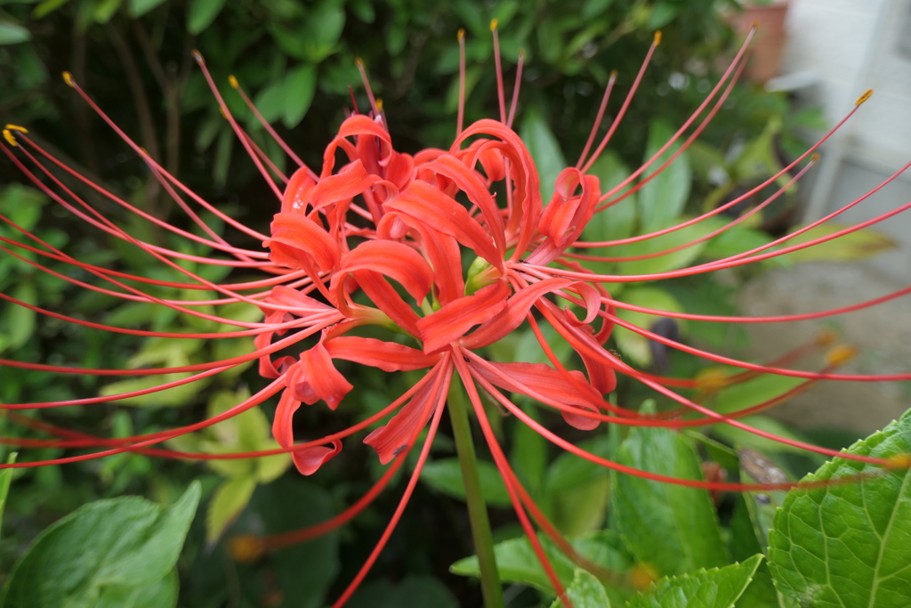P1069205　彼岸花