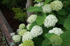 R0353089　アナベル