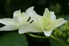 P1012020　あじさい　隅田の花火