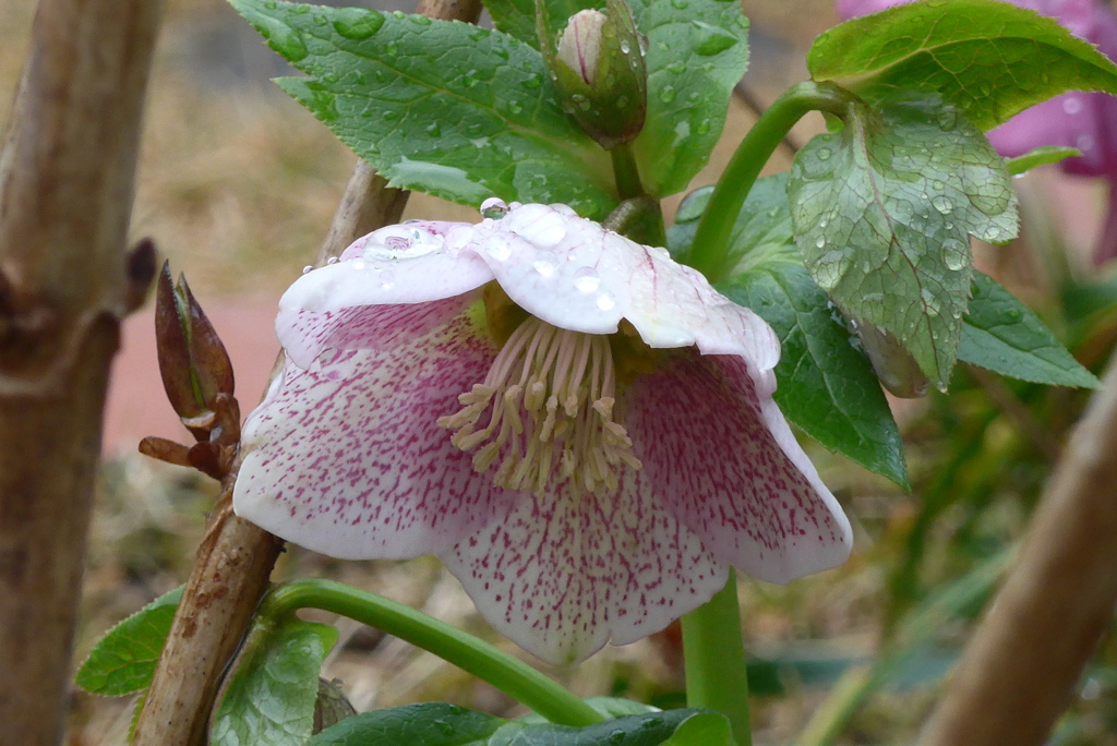 P1200559　雨のあと…