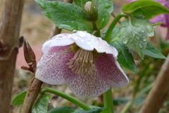 P1200559　雨のあと…