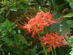 P1180277　彼岸花