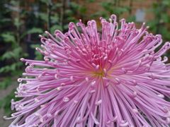 P1120421　「菊まつり」にて