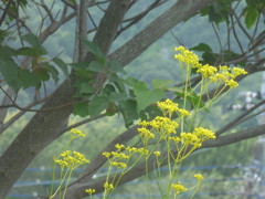 P1100973　おみなえし